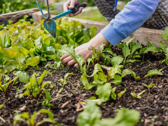 how to prepare a garden bed