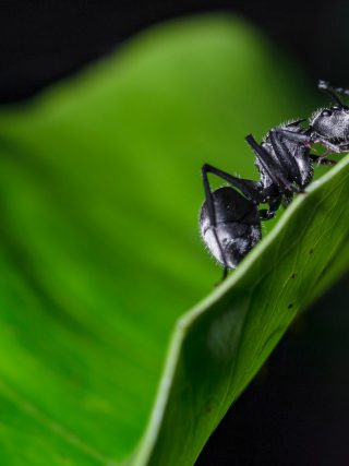 How to get rid of ants in the garden